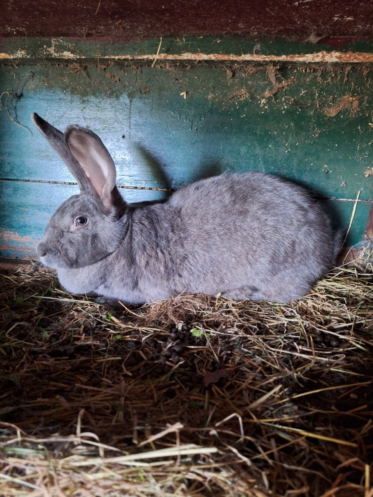 Blauw van Dendermonde voedster., Dieren en Toebehoren, Konijnen