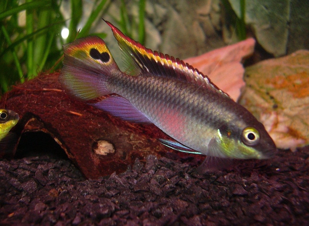 2 kersenbuiken cichlide, Dieren en Toebehoren
