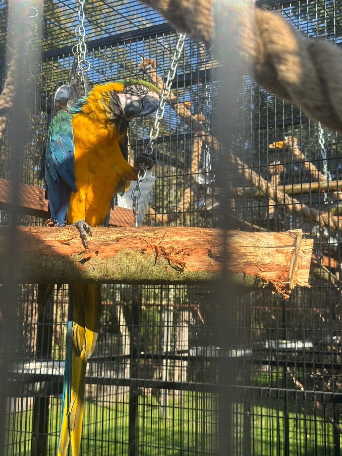 Koppel blauwgele ara’s van 2024., Dieren en Toebehoren, Meerdere dieren, Papegaai, Geringd