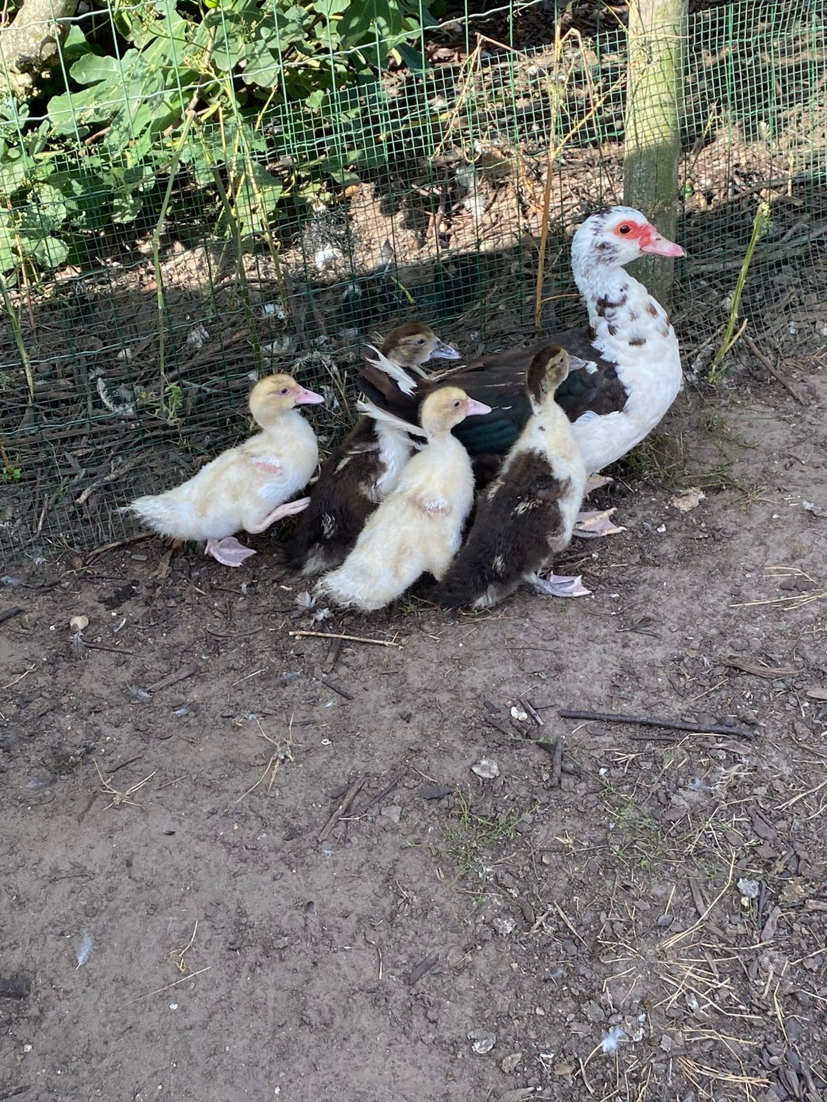 Barberie eend met 4 kuikens, Eend
