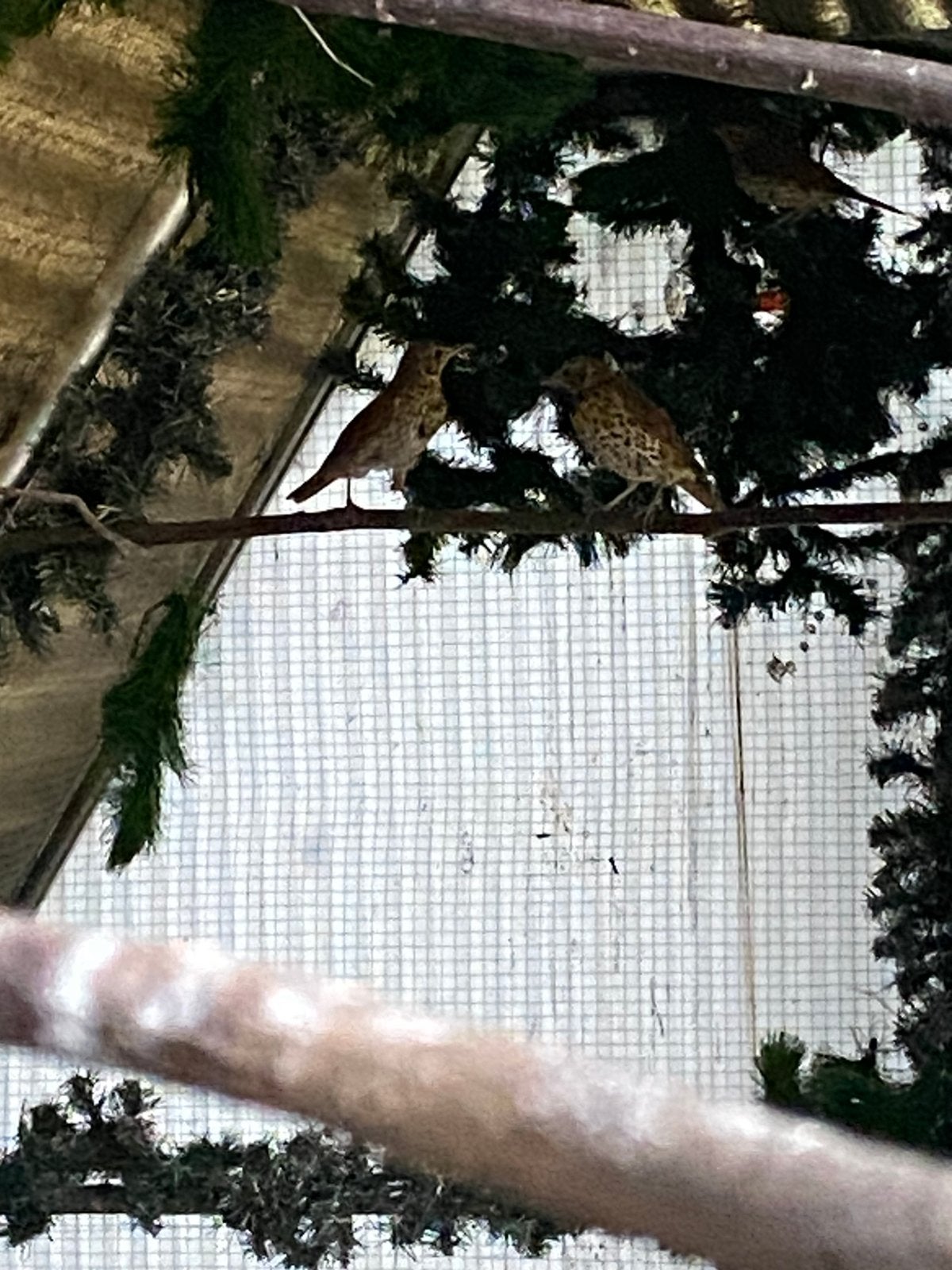 Koppel zanglijsters van 2026, Meerdere dieren, Wildzangvogel, Geringd