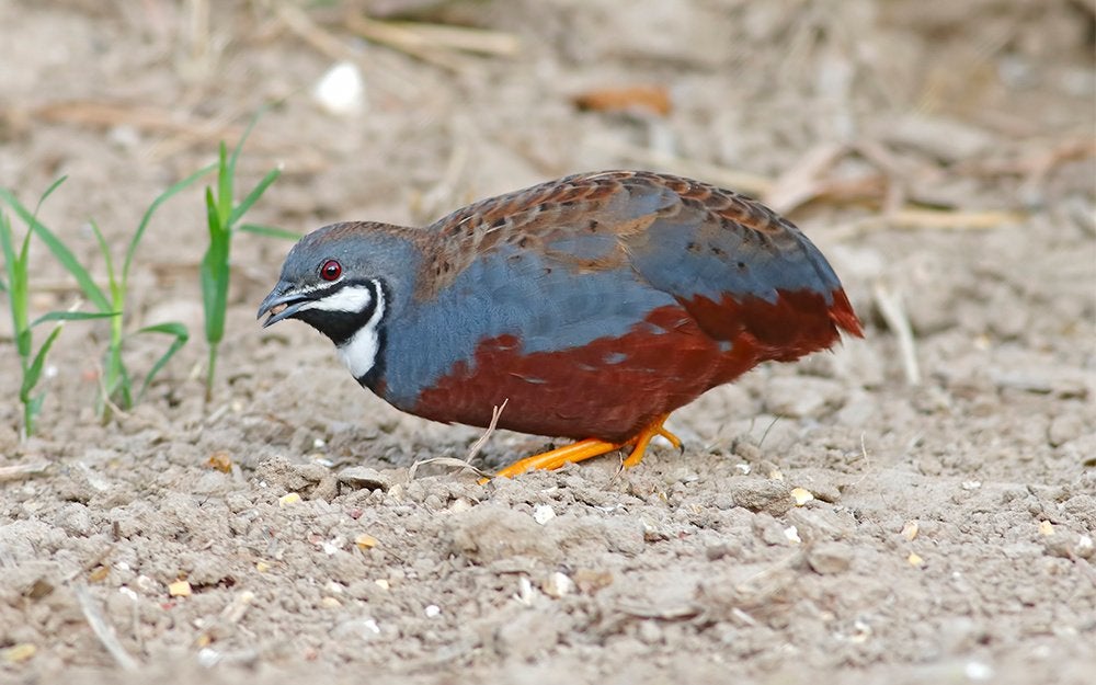 Chinese dwergkwartels, Meerdere dieren, Tropenvogel