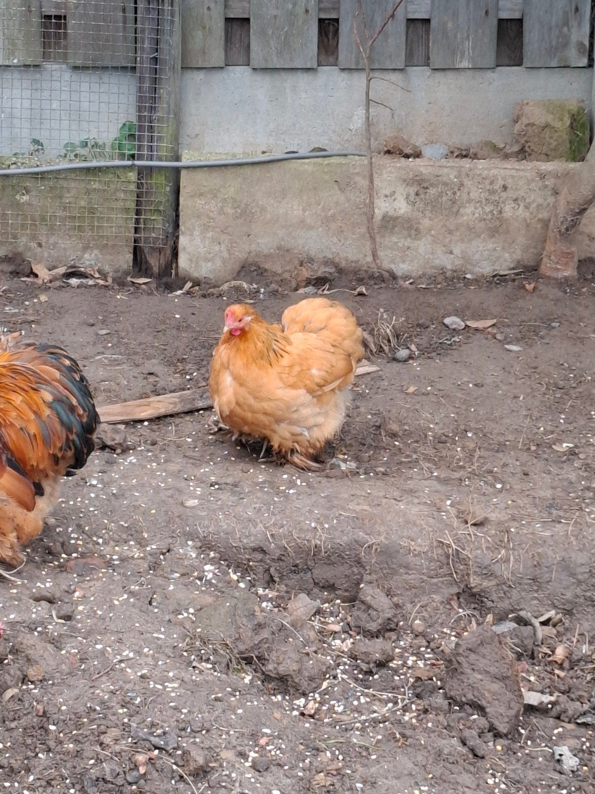 Trio Cochin krielen, Dieren en Toebehoren, Meerdere dieren, Kip