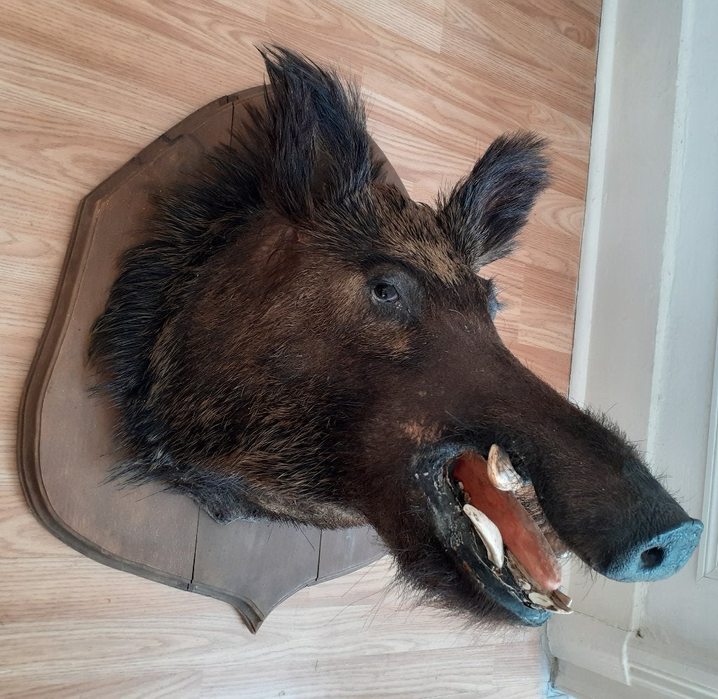 Uccle-Forest Taxidermie Tête de sanglier hure Trophée chasse, Collections, Collections Animaux, Enlèvement, Utilisé, Animal sauvage