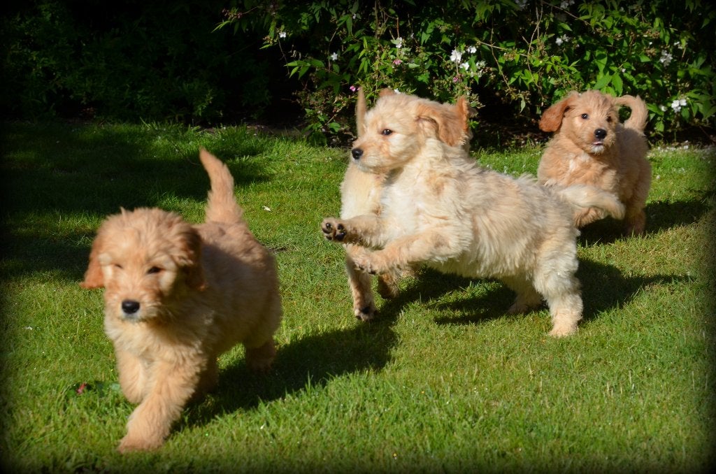 Chiots Goldendoodle, 15 semaines à 1 an, Maladie de Carré (chiens), Belgique, Éleveur | Professionnel