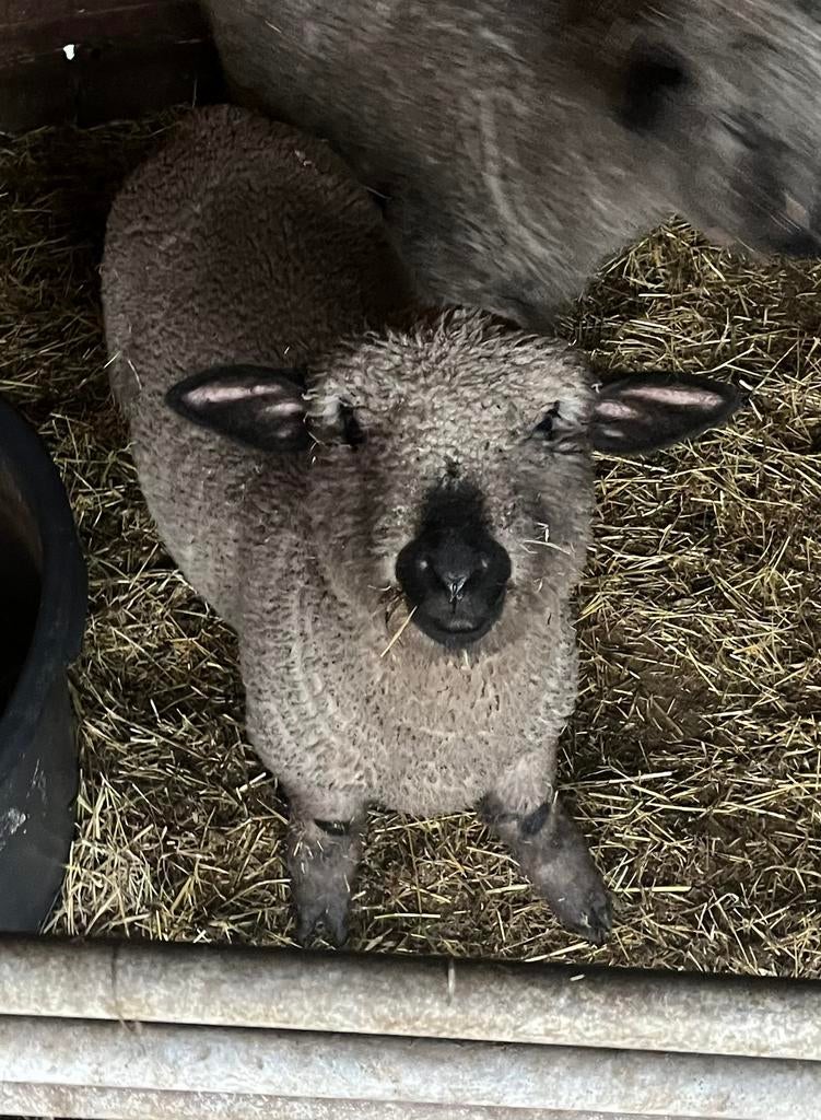 Hampshire down rammen, Dieren en Toebehoren, Schapen, Geiten en Varkens, Mannelijk, Schaap, 0 tot 2 jaar