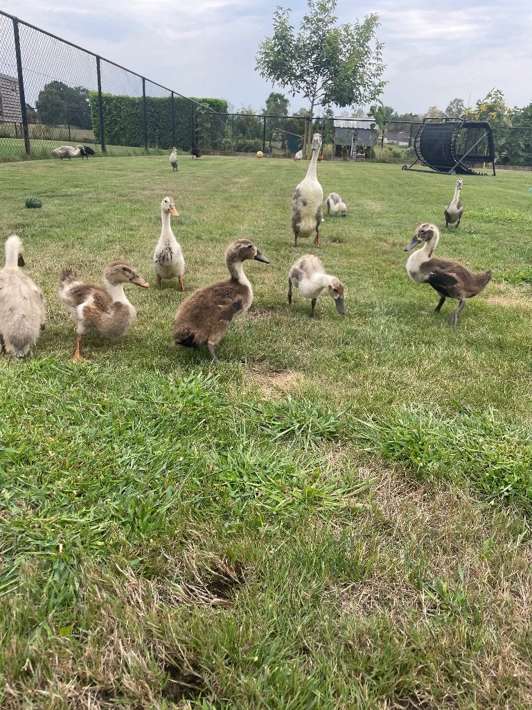 Loopeenden, Animaux & Accessoires, Sexe inconnu, Canard