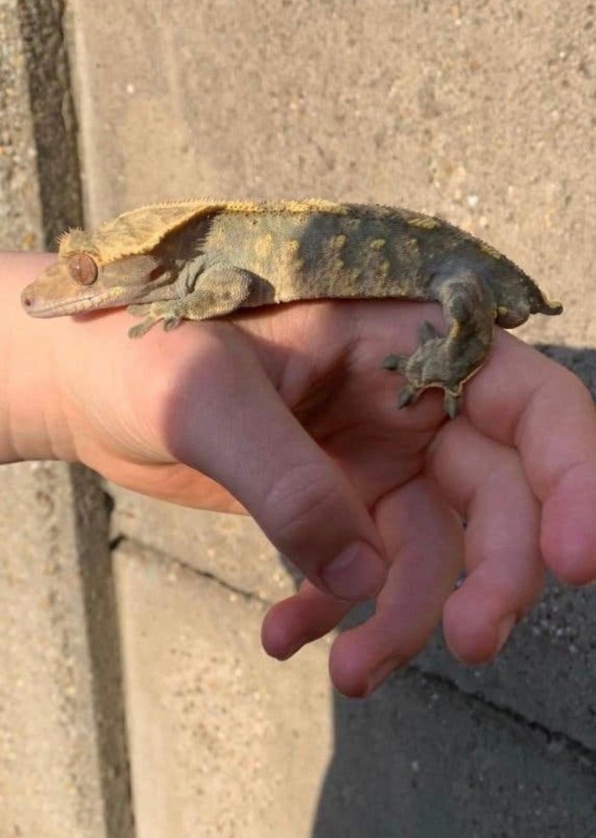 Wimpergekko + terrarium, Hagedis, Met terrarium, 3 tot 6 jaar
