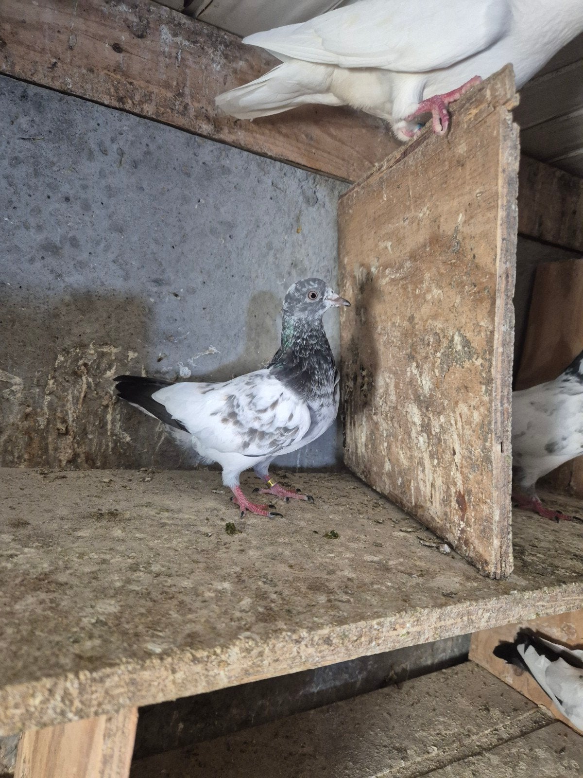 10 stuk voor 200€ Pakistan hoogvlieger