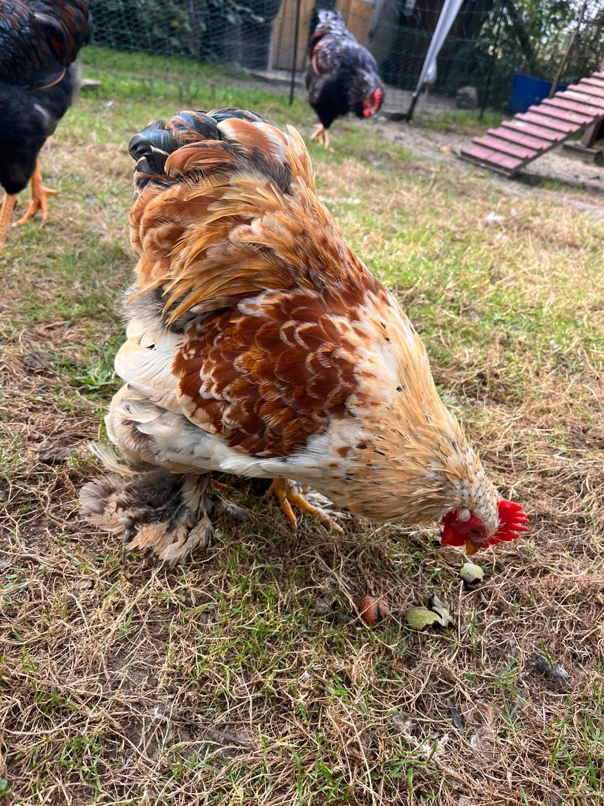 Heel mooi Cochin kriel haantje, Dieren en Toebehoren, Mannelijk, Kip