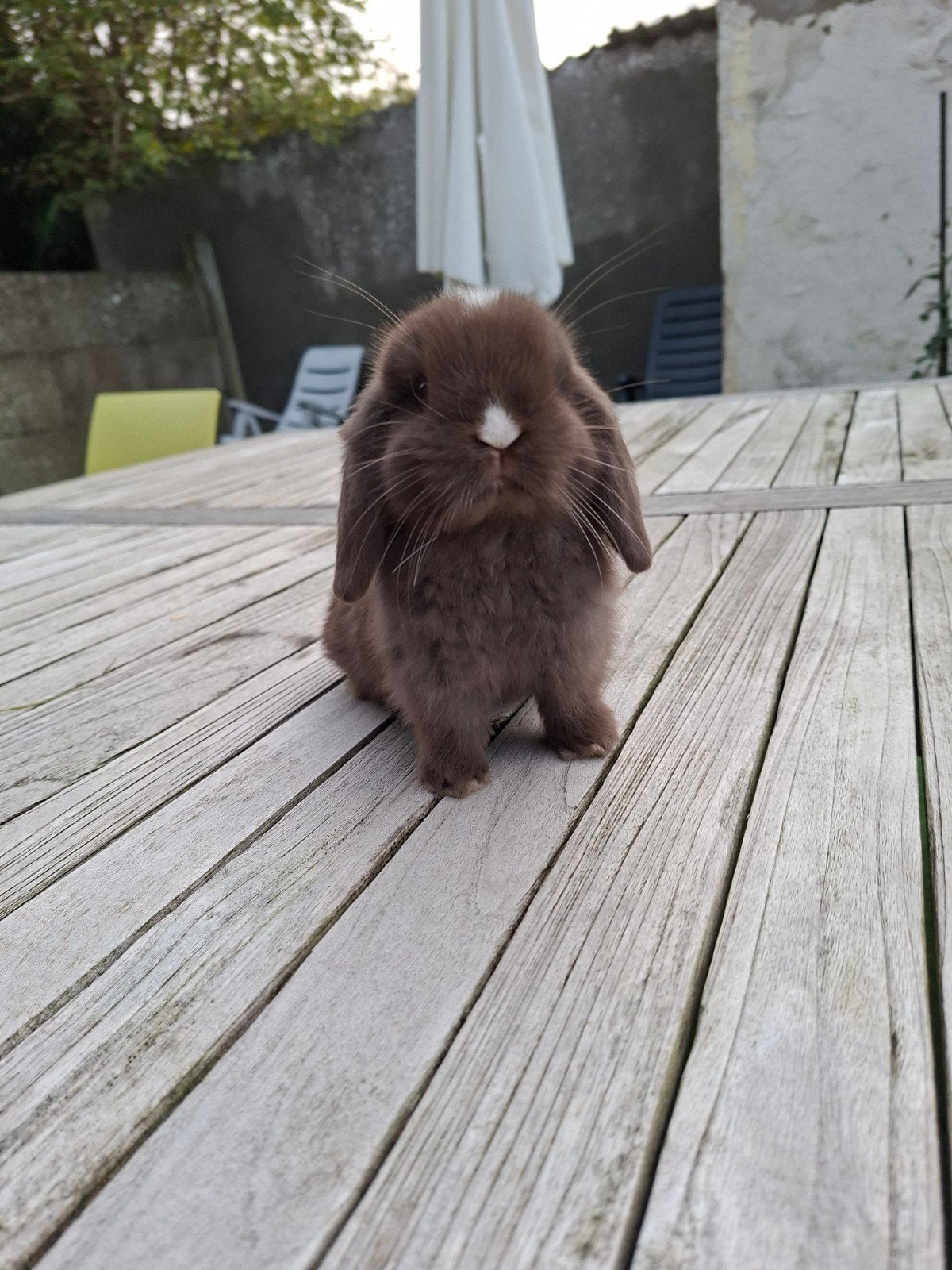 minilop vrouwtje gezelschapskonijntje, Dieren en Toebehoren, Klein