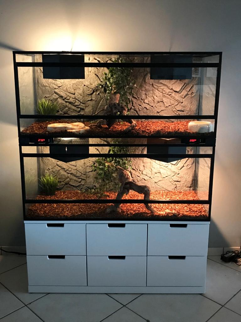 Boa Constrictor + terrarium, Serpent, Domestique, 3 à 6 ans