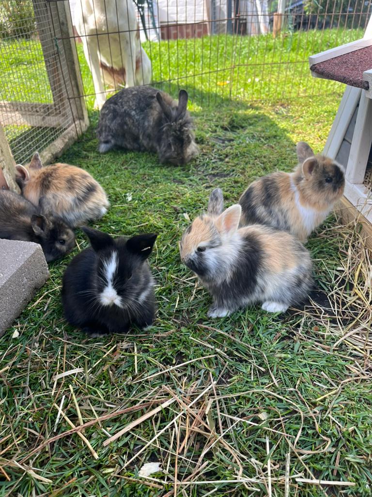 Nog 5 mooie dwergkonijntjes, Meerdere dieren, Dwerg, 0 tot 2 jaar