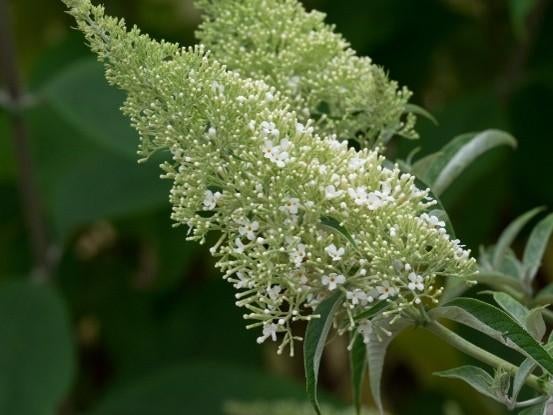 Buddleja davidii "Nanho White" (vlinderstruik), Tuin en Terras, Ophalen, Vlinderstruik, Struik, 100 tot 250 cm