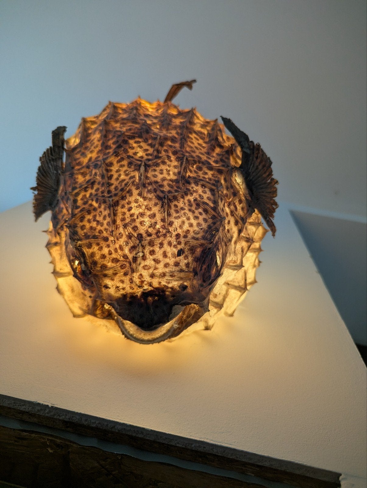 poisson cabinet de curiosités, Enlèvement ou Envoi