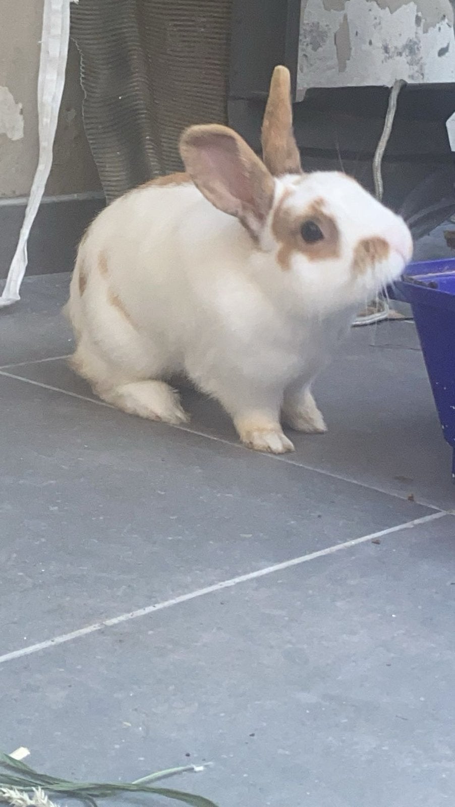 Lapin avec sa cage - à récupérer gratuitement