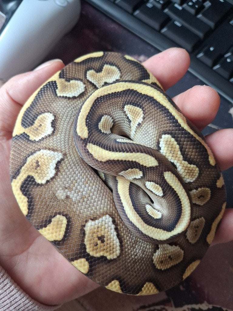 Koningspython (Python regius) - Nakweek 2026 Ball Python photo 6
