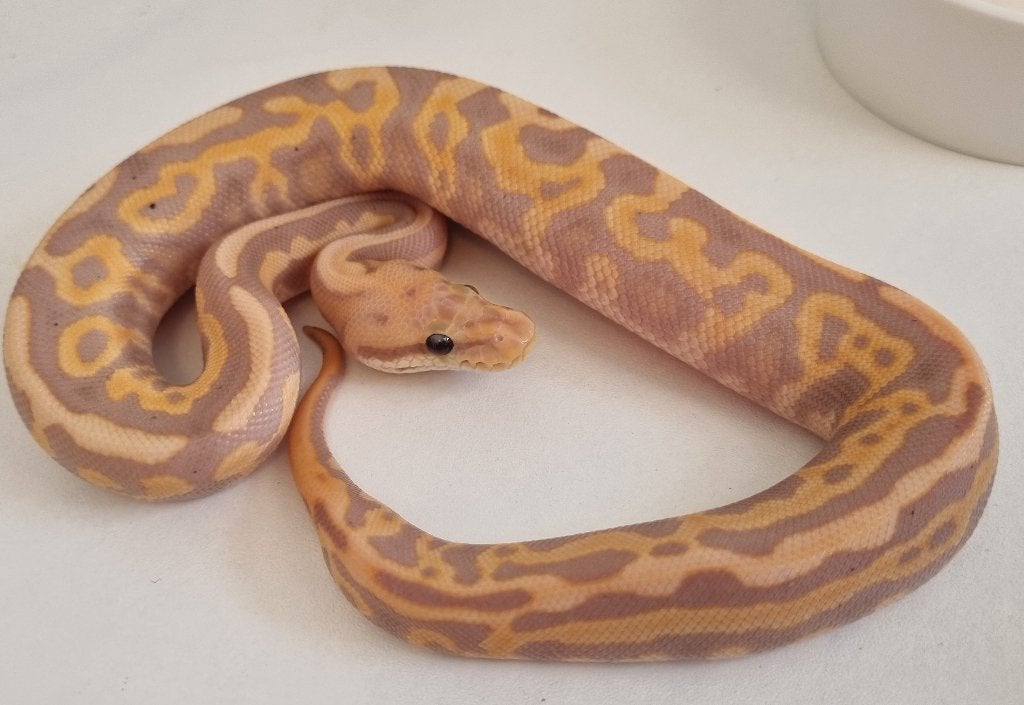1.0 banana leo spotnose black pastel od het clown 66% pied Ball Python photo 2