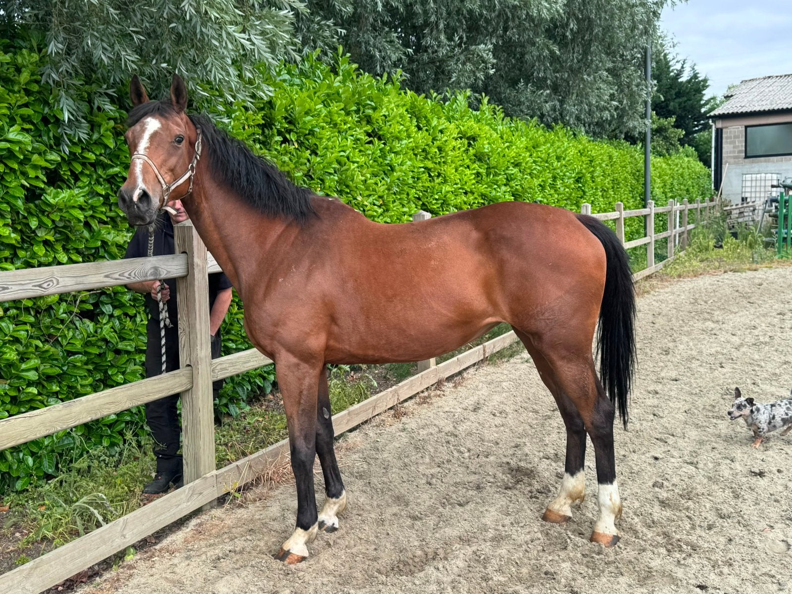 9 jarige Elvis Ter Puttte merrie drachtig, Animaux & Accessoires, Chevaux, Vermifugé, Débourré, 165 à 170 cm, Cheval de saut