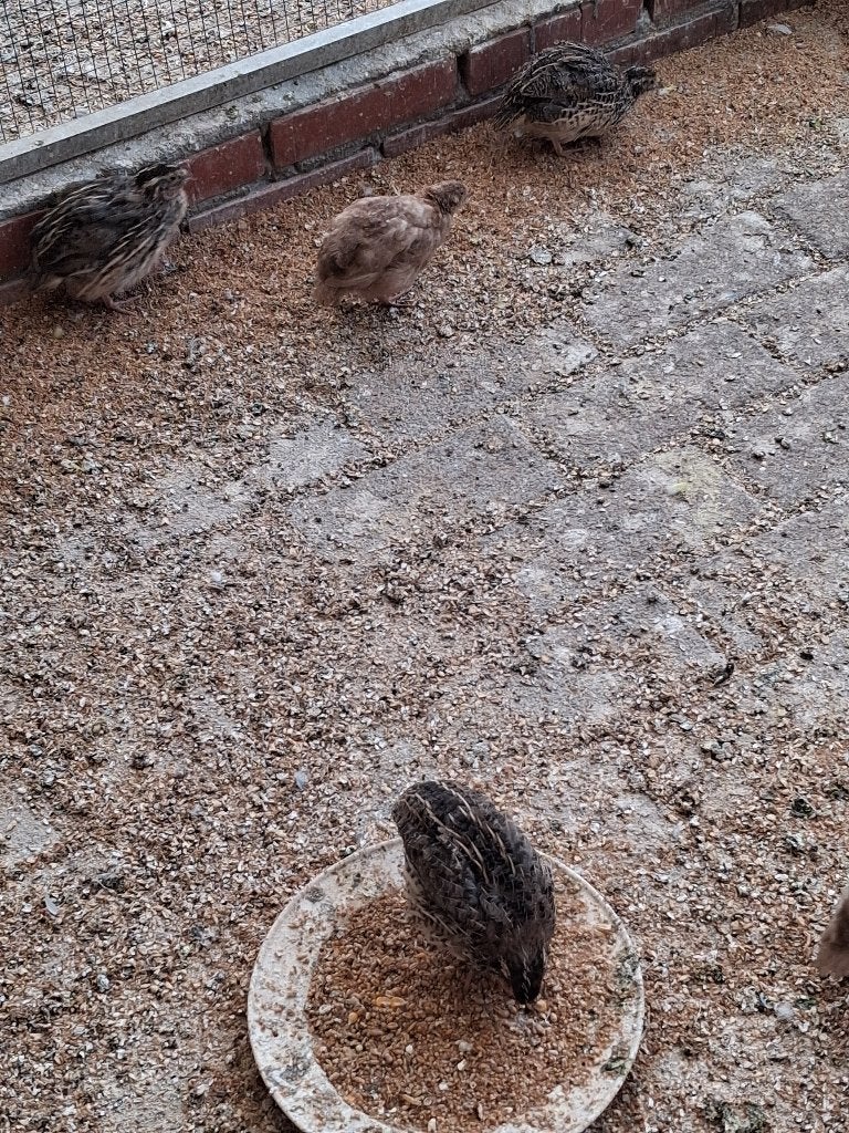 TE KOOP:JONGE KWARTELS, Meerdere dieren, Overige soorten