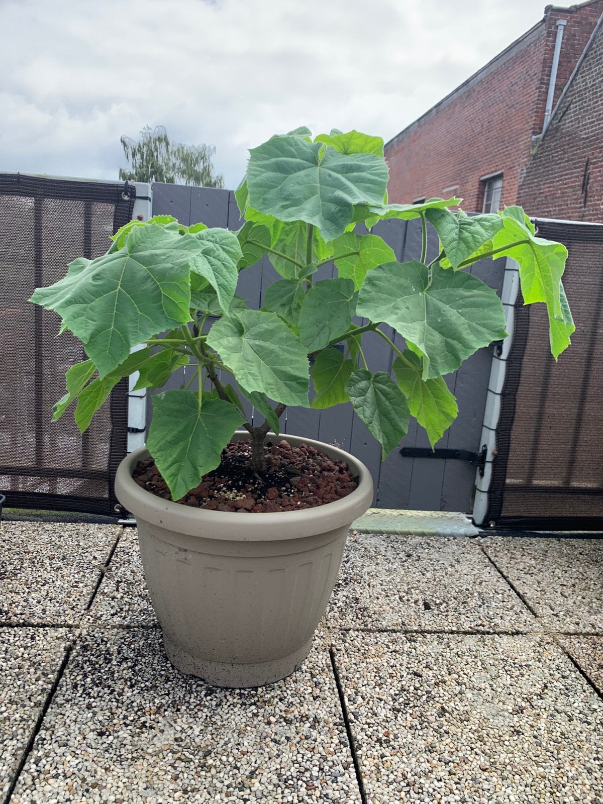 Arbre empereur - Paulownia Tomentosa — Kiri, Jardin & Terrasse, Plantes | Arbres, Enlèvement, En pot, Autres espèces