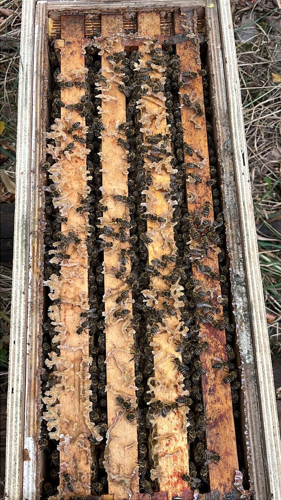 Te koop zachtaardige Carnica bijenvolken, Animaux & Accessoires, Abeilles