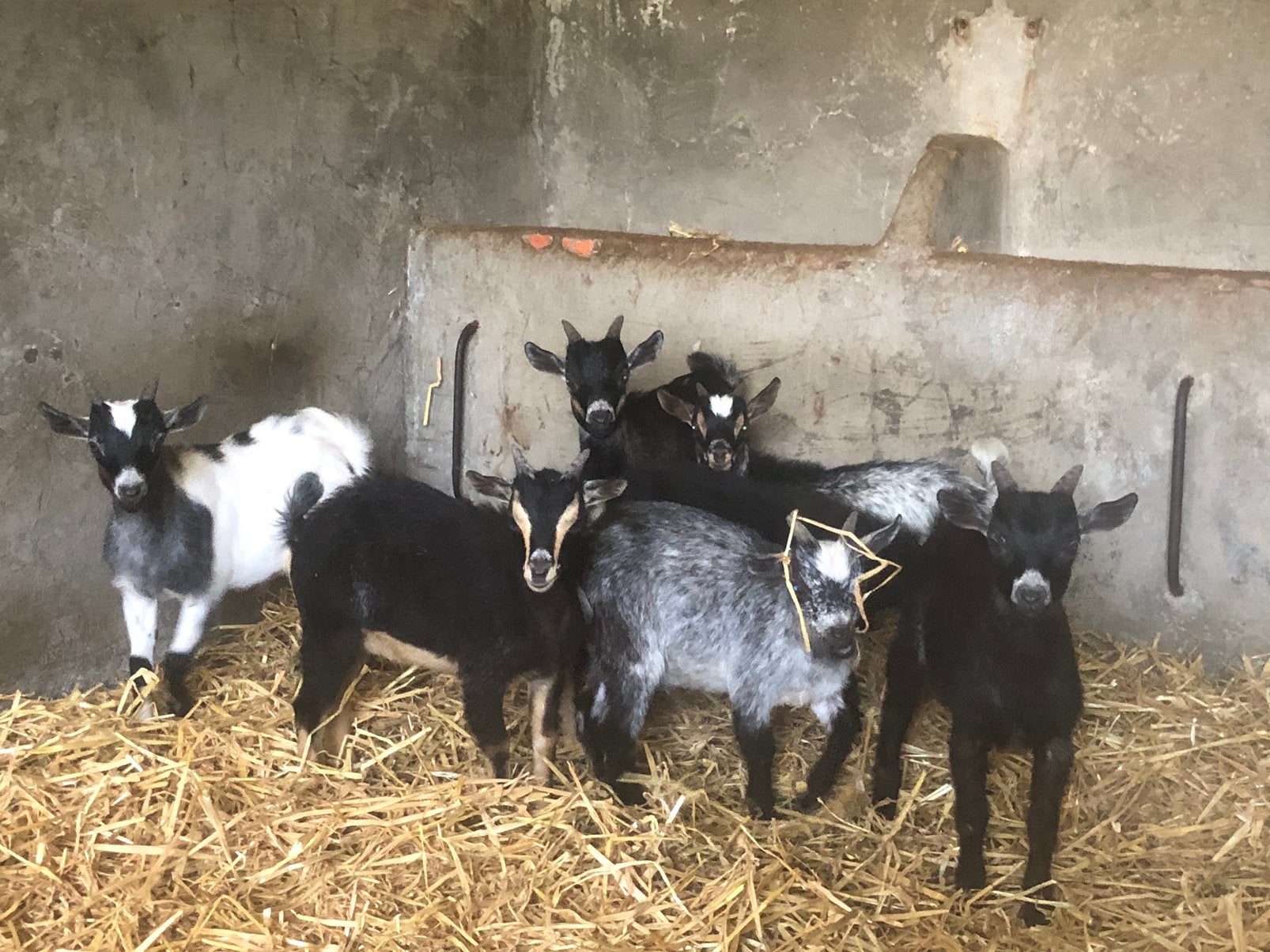 Dwerggeit bokjes, Dieren en Toebehoren, Mannelijk, Geit, 0 tot 2 jaar