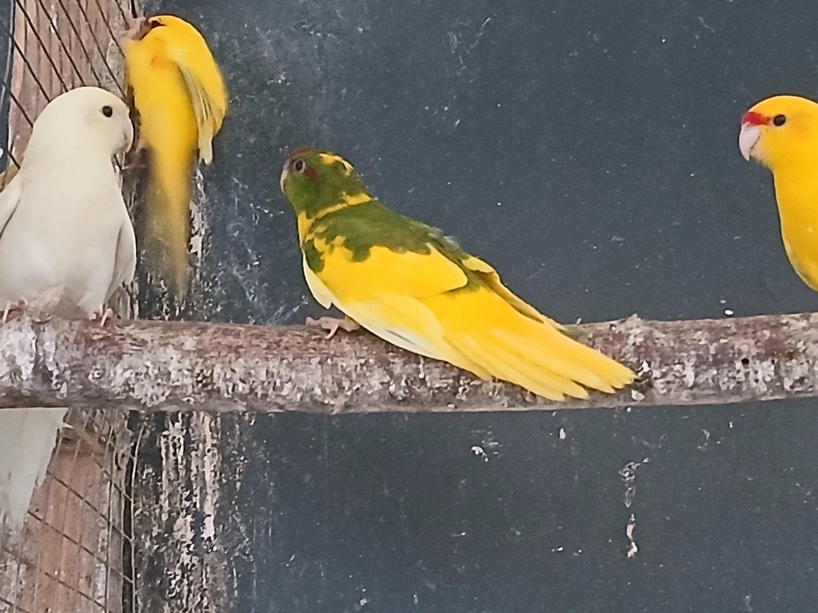 Kakariki, Dieren en Toebehoren