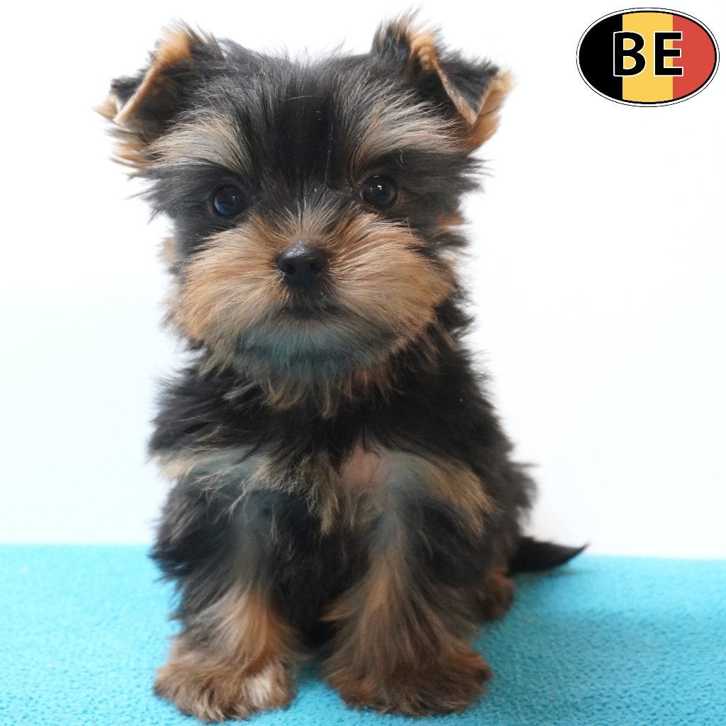 Yorkshire Terriër - chiots belges à vendre, Commerçant, Yorkshire Terrier, Maladie de Carré (chiens), 8 à 15 semaines