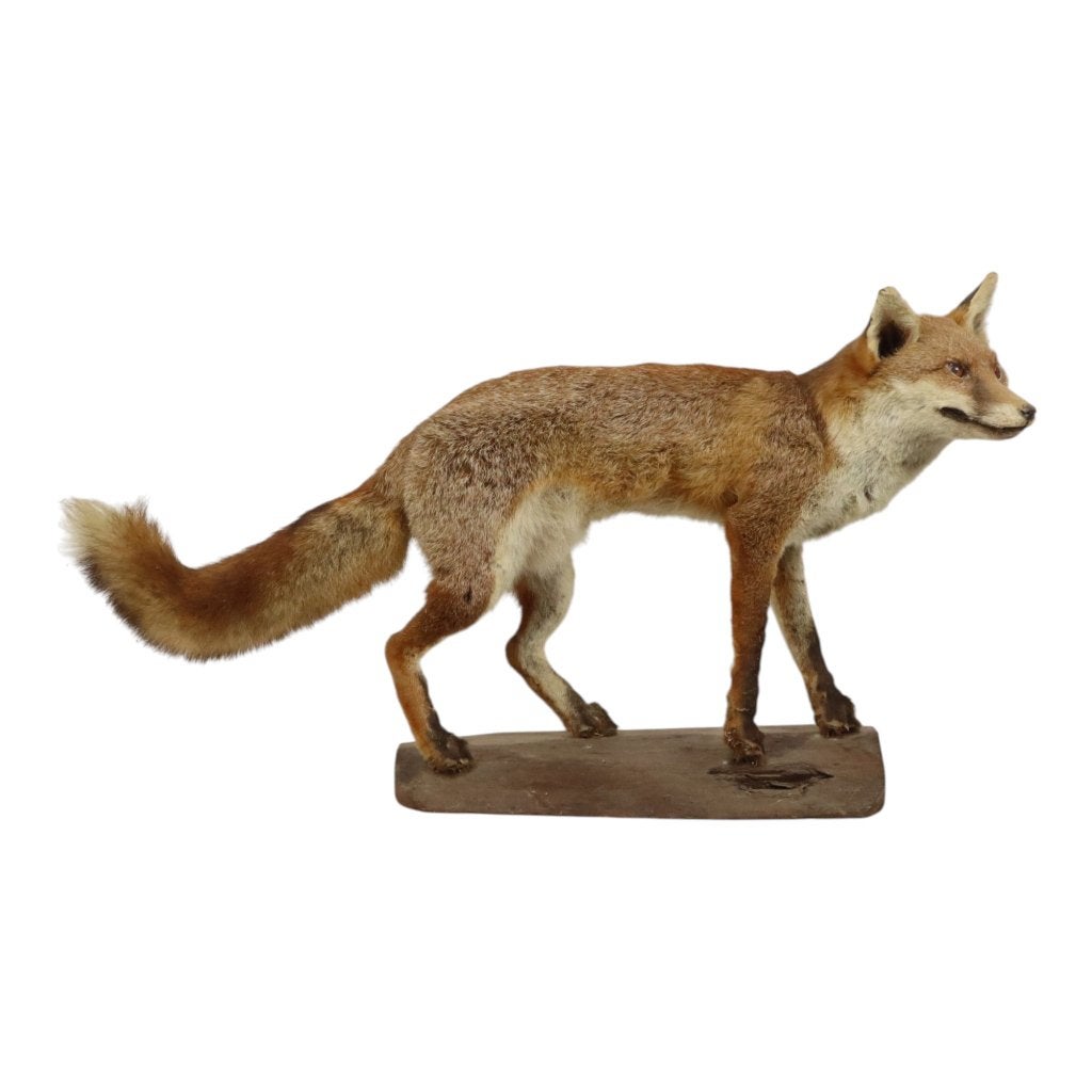 Opgezette Vos op Eiken Stronk Vulpes Vintage Taxidermie, Verzamelen, Dierenverzamelingen, Ophalen, Gebruikt, Wild dier, Opgezet dier