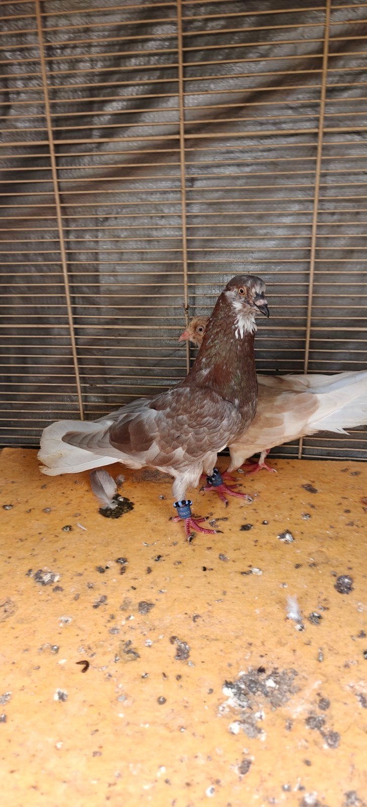 duiven te koop