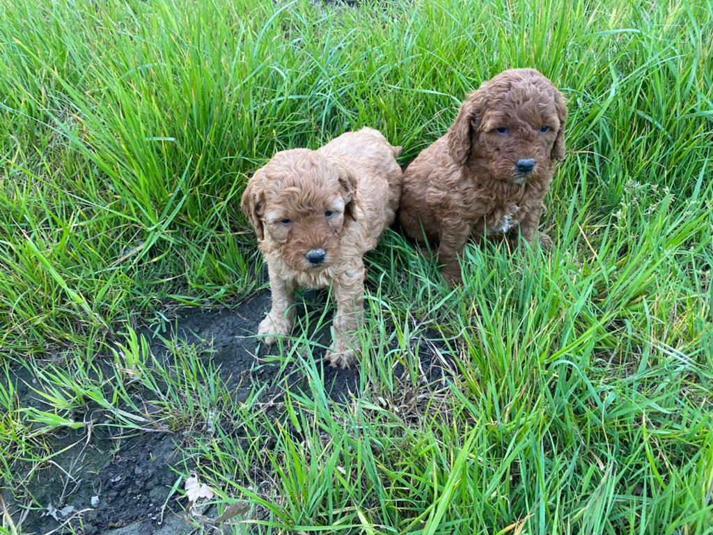 Mooie mini Labradoodle pups!, Parvo, België, 8 tot 15 weken, Labrador retriever
