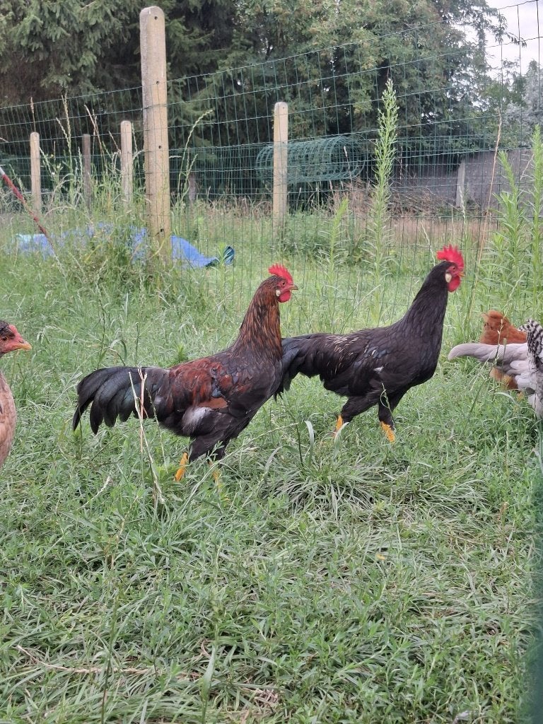 Jonge hanen, Dieren en Toebehoren, Pluimvee