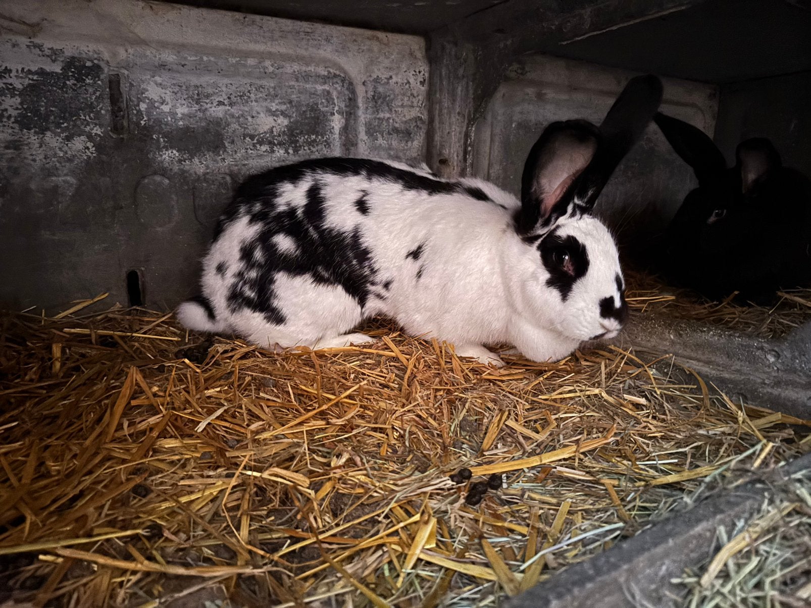 Lotharinger voedsters, Dieren en Toebehoren, Vrouwelijk, Groot, 0 tot 2 jaar