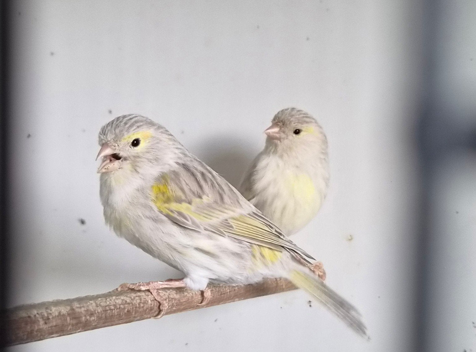 kanaries, Dieren en Toebehoren