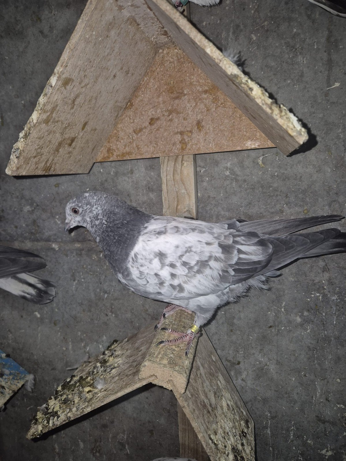 Pakistan hoogvliger 10 stuk 200€, Dieren en Toebehoren, Vogels | Duiven, Geslacht onbekend, Overige soorten