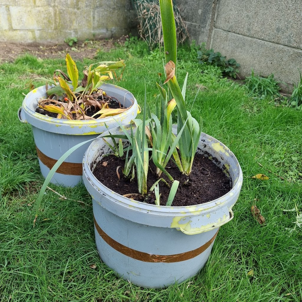 Meiklokjes OF Irissen in grote kweekpot 3€/pot, 5€ allebei, Ophalen of Verzenden, Vaste plant