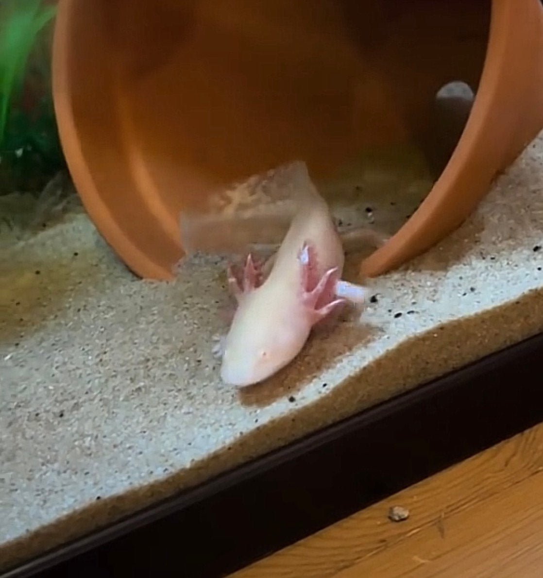 Axolotl, Animaux & Accessoires, Amphibien, Domestique, 0 à 2 ans