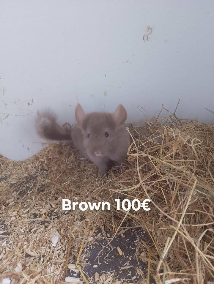 chinchillas, Maart, Mannelijk, Chinchilla