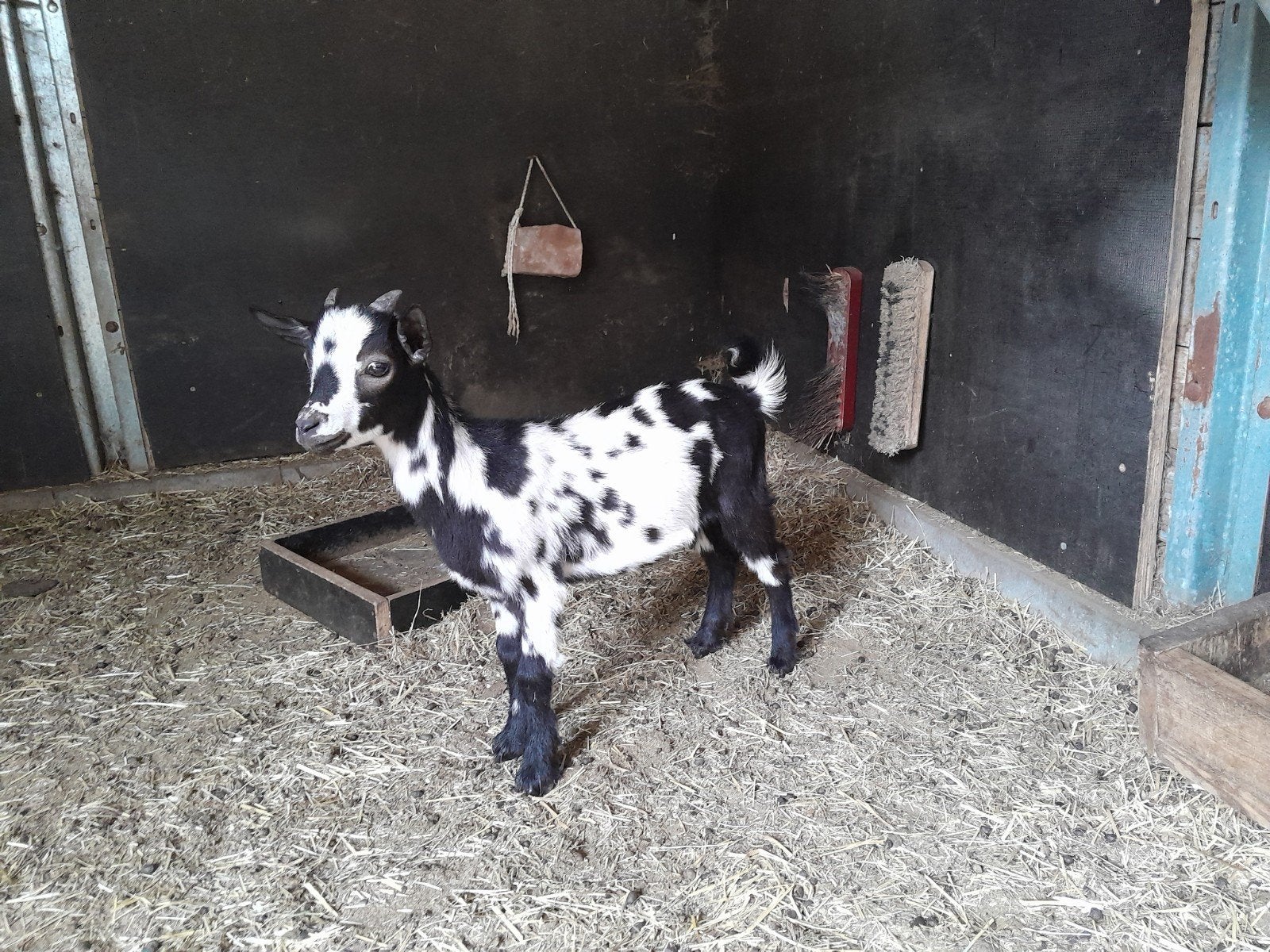 twee mooi bonte gecastreerde dwerggeitbokjes, Dieren en Toebehoren