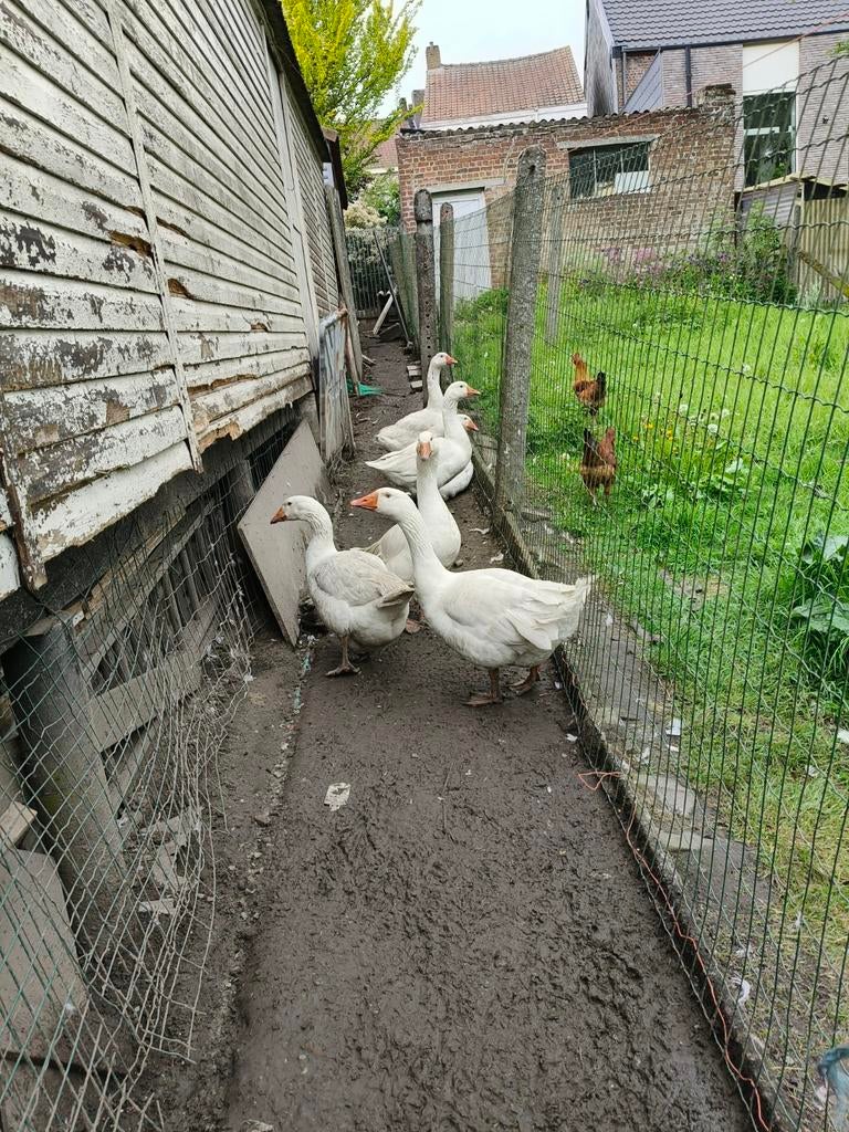 Ganzen te koop, Dieren en Toebehoren, Pluimvee