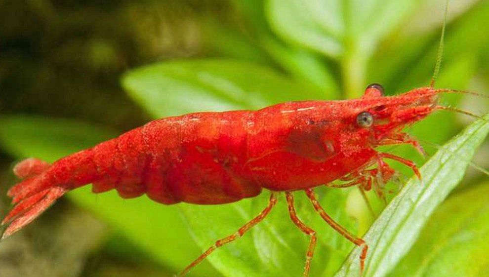 Red cherry garnalen / Rode garnalen, Homard, Crabe ou Crevette, Poisson d'eau douce, Banc de poissons