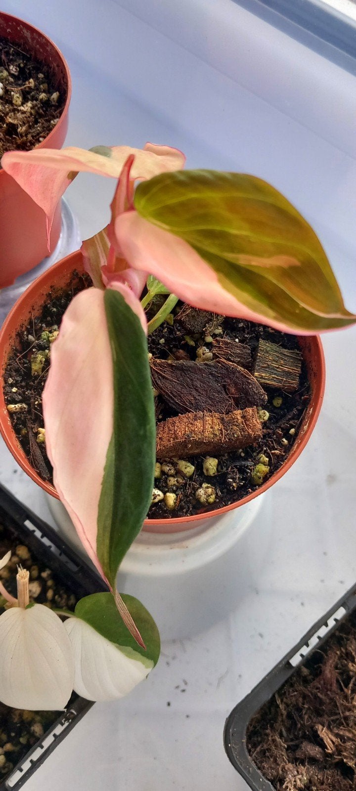 Philodendron micans pink variegata, Enlèvement