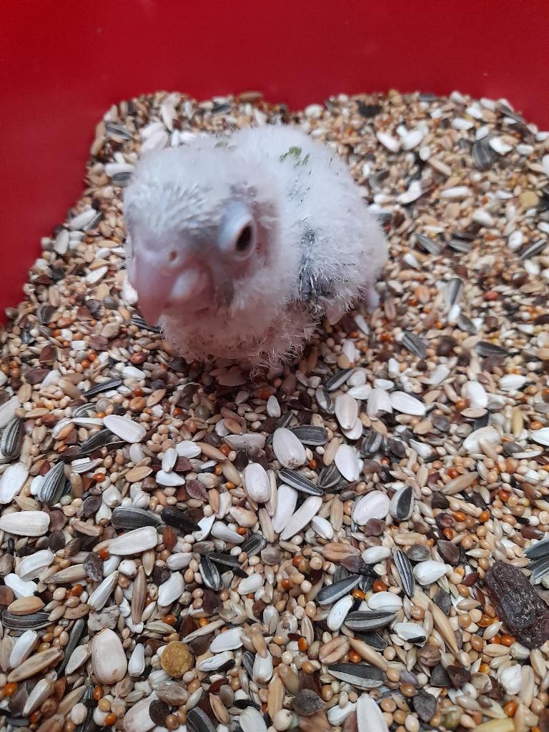 2baby pyrrhuras pine.apple en hypoxantha, Dieren en Toebehoren, Geringd