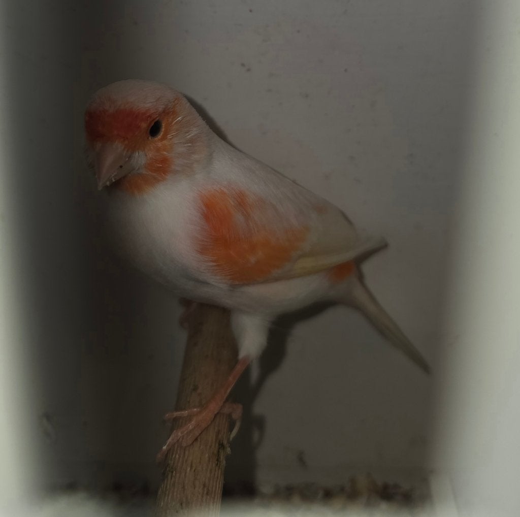 Canari, Animaux & Accessoires, Plusieurs animaux, Canari chanteur