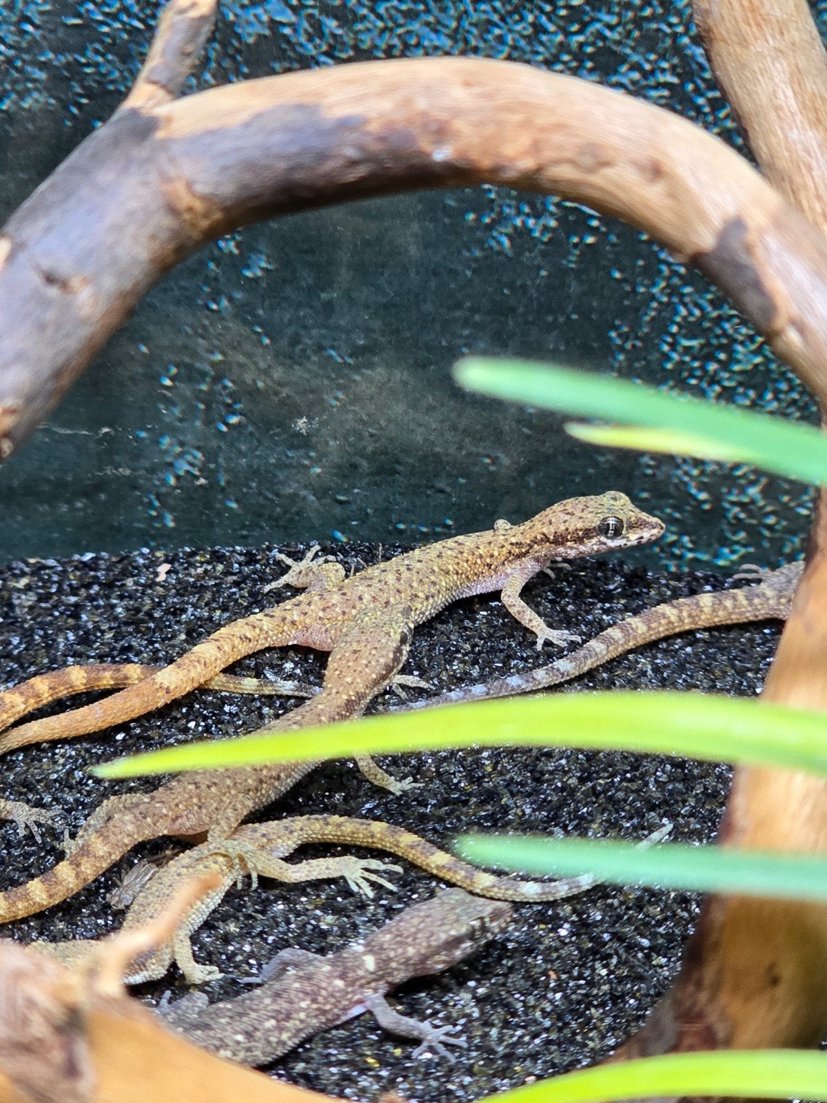 Tropiocolotes steudneri NK2025

Ben je op zoek naar een bijz, Dieren en Toebehoren, Reptielen en Amfibieën