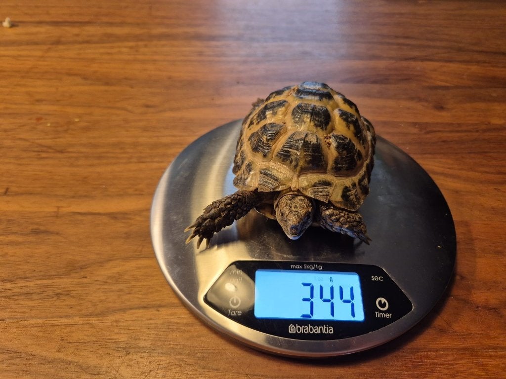 3 jonge vierteenlandschildpadden, Schildpad, 3 tot 6 jaar
