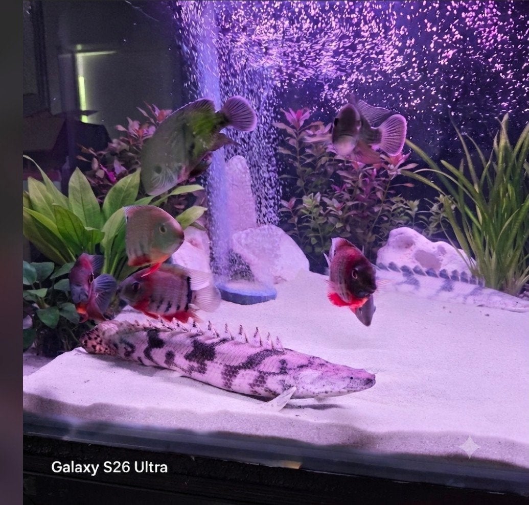 Polypterus endlicheri bichir, Animaux & Accessoires, Poissons | Poissons d'aquarium