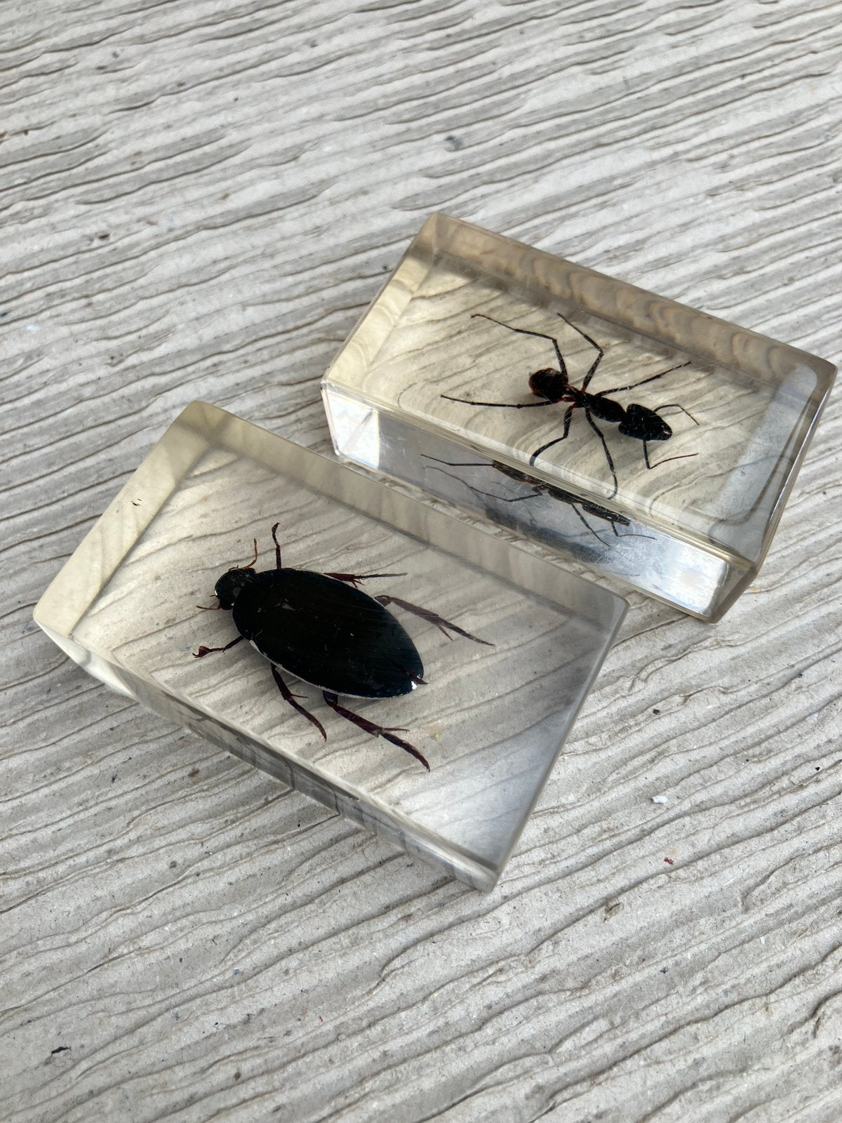 2 insecten in hars (Waterroofkever + Reuzenmier), Verzamelen, Dierenverzamelingen, Ophalen of Verzenden, Gebruikt