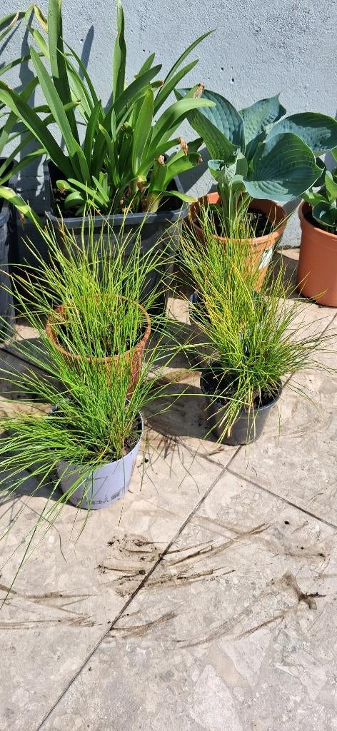 Graminée ornementale, Enlèvement, Hiver, Plante fixe, Graminées ornementales